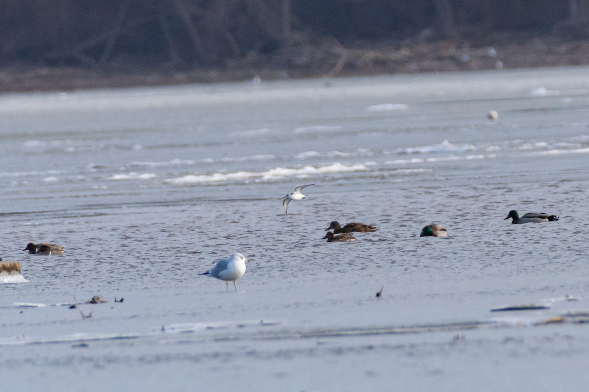Red Phalarope - ML627056227