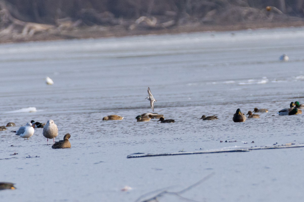 Red Phalarope - ML627056228