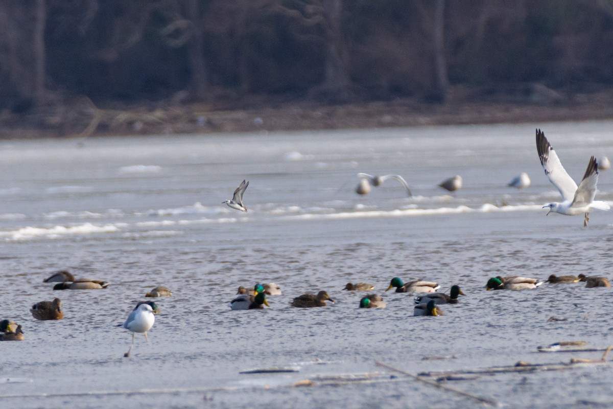 Red Phalarope - ML627056229