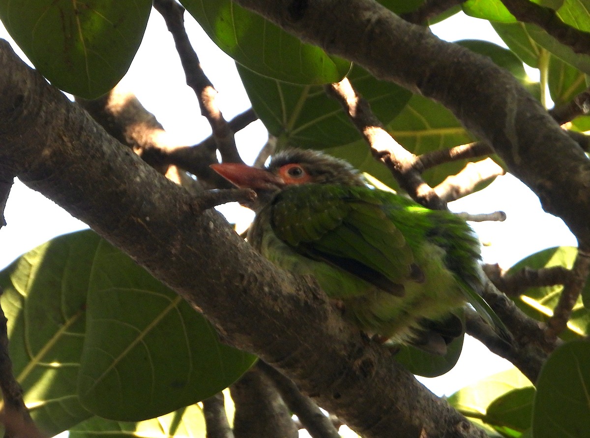 Brown-headed Barbet - ML627056240