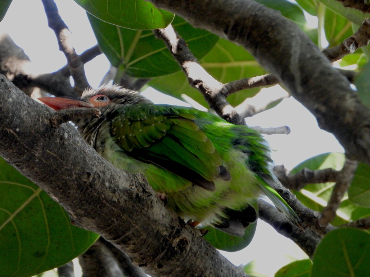 Brown-headed Barbet - ML627056241
