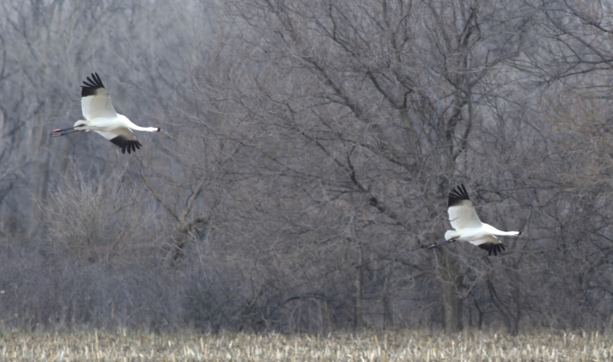 Whooping Crane - ML627056263