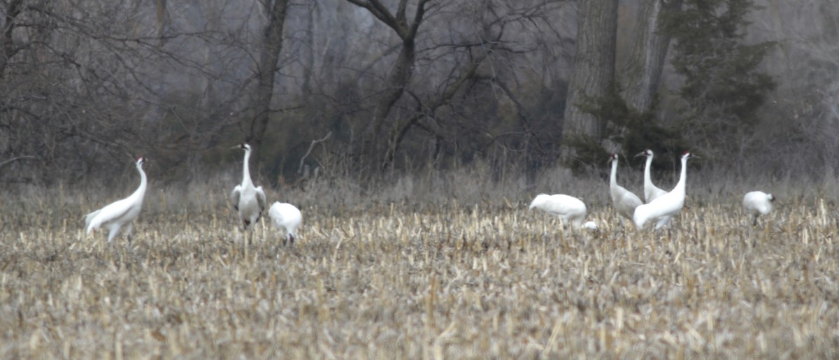 Whooping Crane - ML627056264