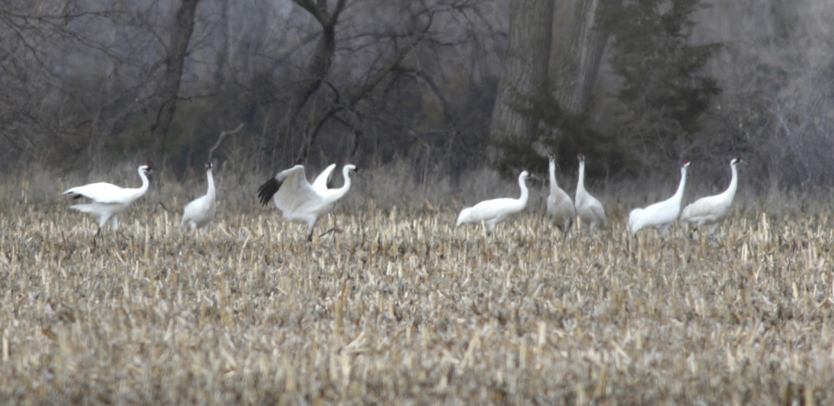 Whooping Crane - ML627056265