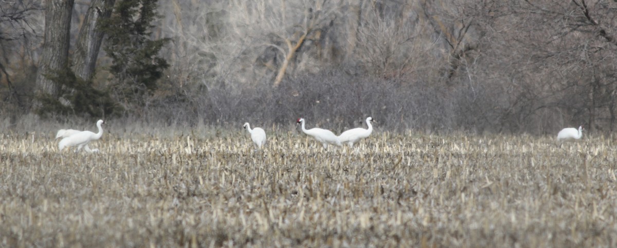 Whooping Crane - ML627056268