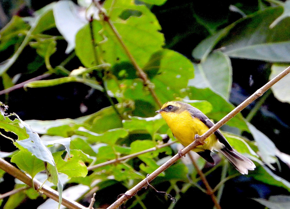 Yellow-bellied Fairy-Fantail - ML627056361