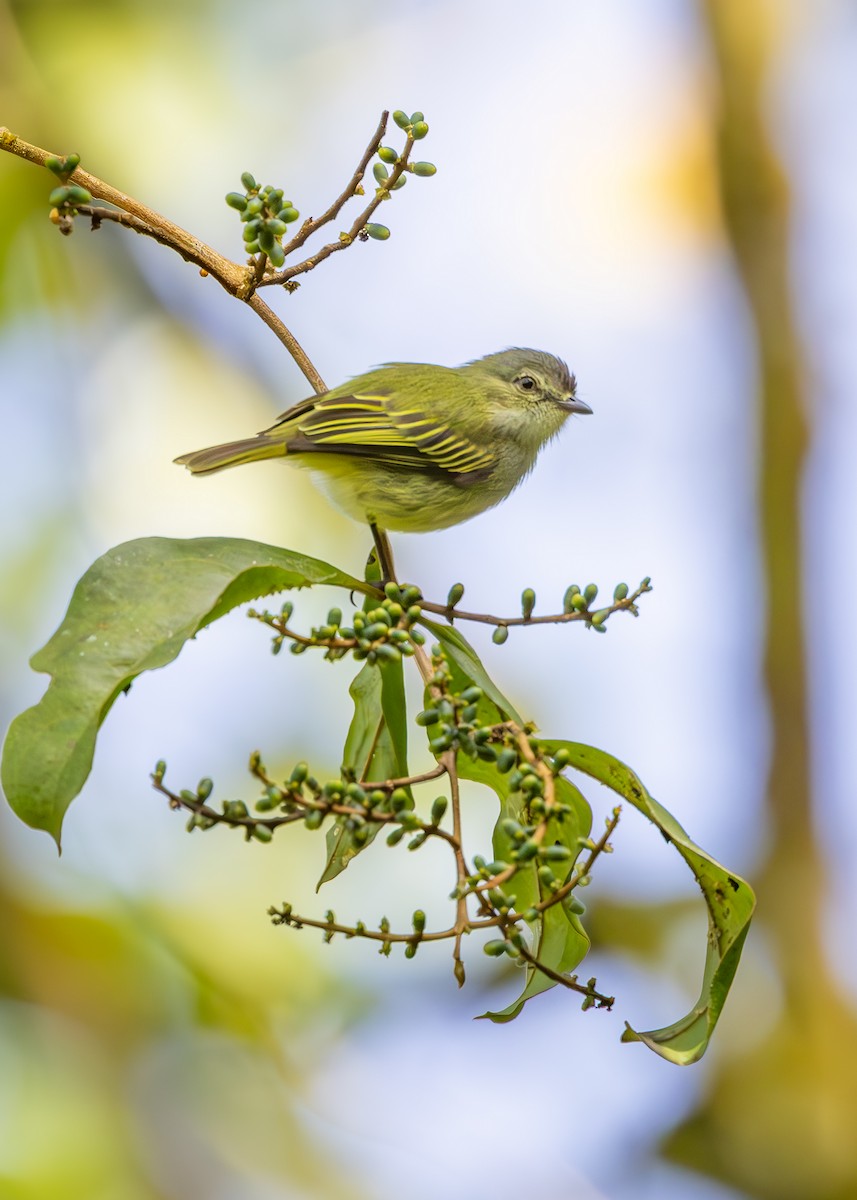 Малый москитолов - ML627056785