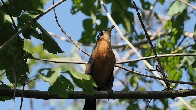 Lesser Ground-Cuckoo - ML627056831