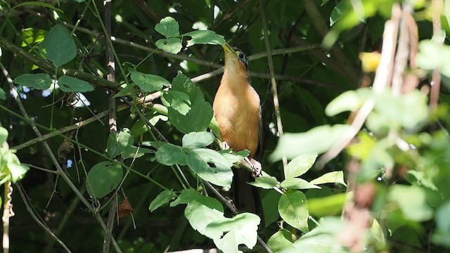 Lesser Ground-Cuckoo - ML627056832