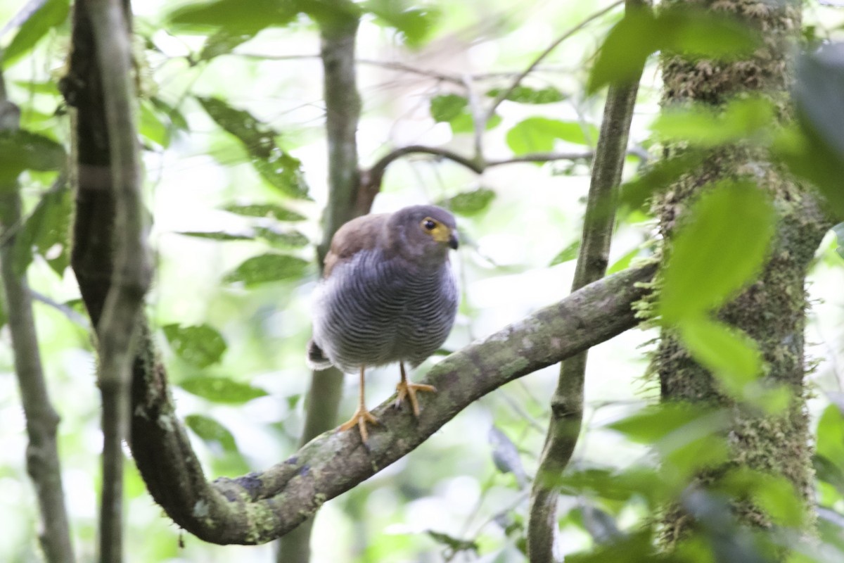 Barred Forest-Falcon - ML627057075