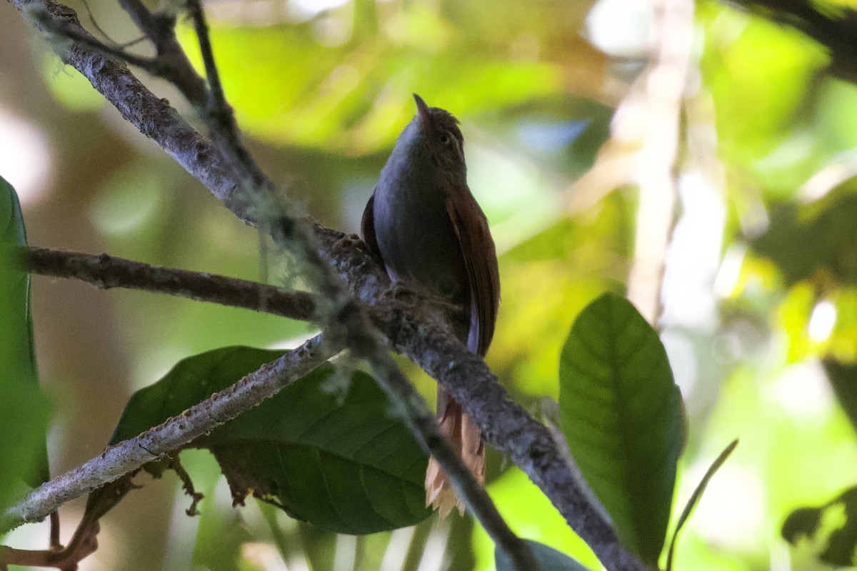 Streak-capped Spinetail - ML627057161