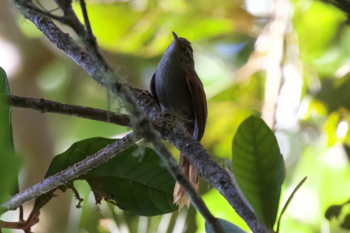 Streak-capped Spinetail - ML627057162