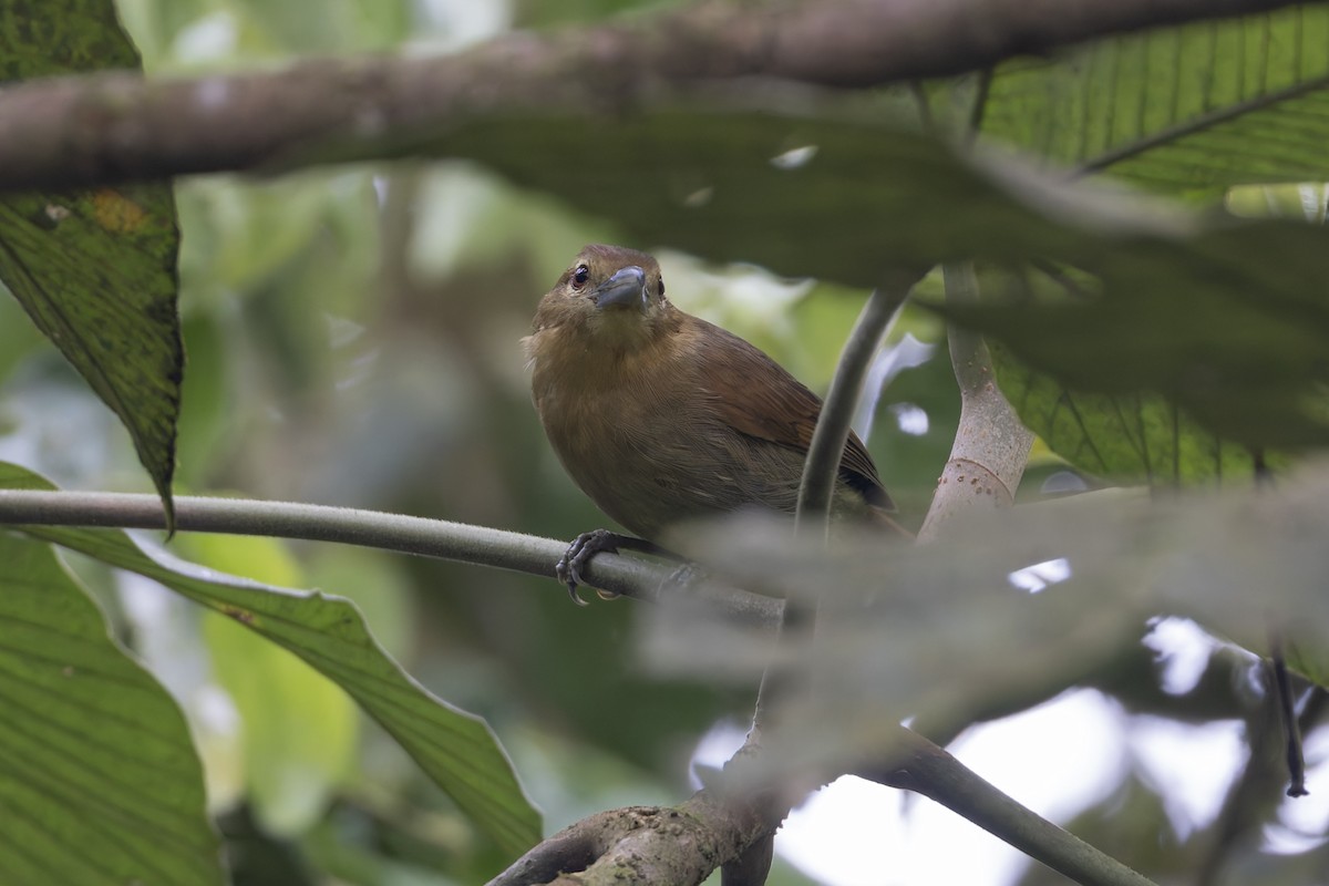 Batará Café - ML627057221