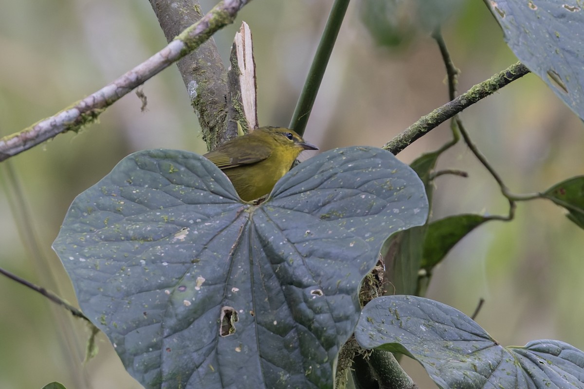 Choco Warbler - ML627057236