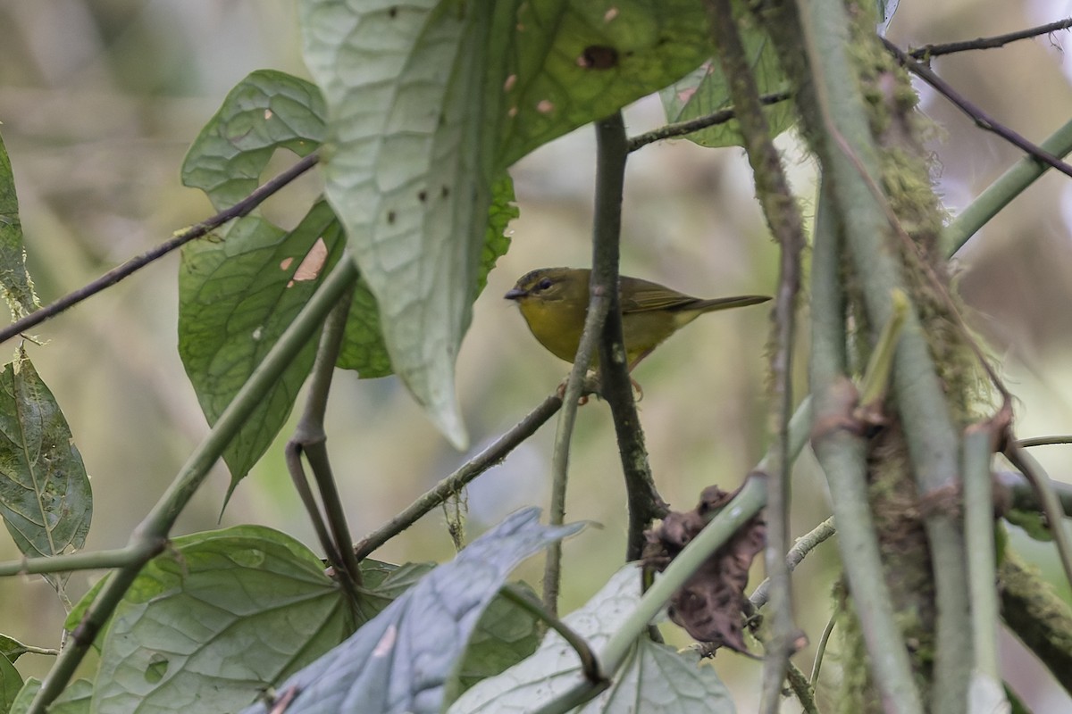 Choco Warbler - ML627057237