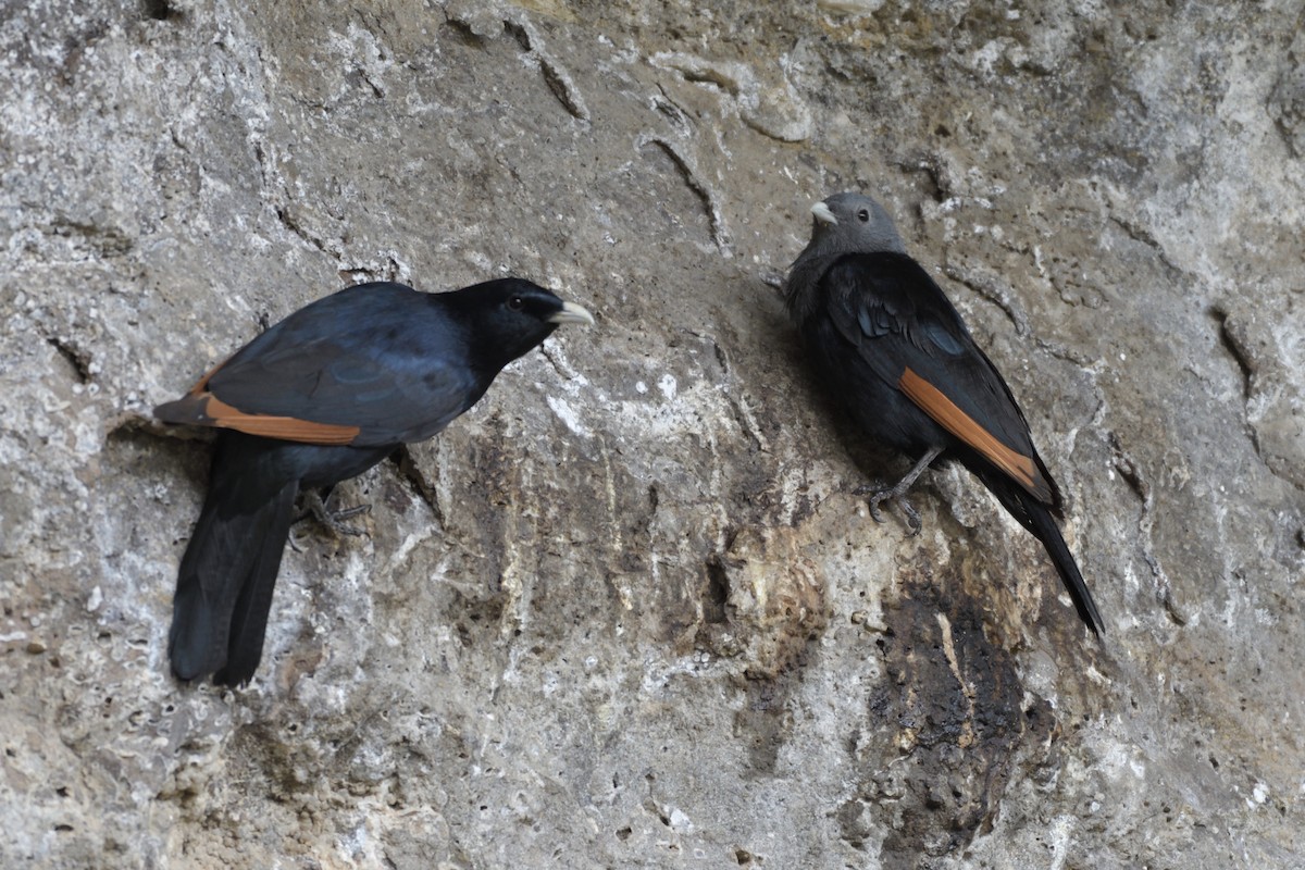 White-billed Starling - ML627057275