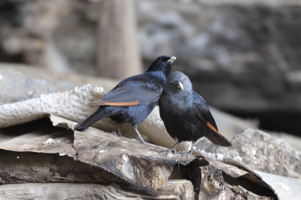 White-billed Starling - ML627057281