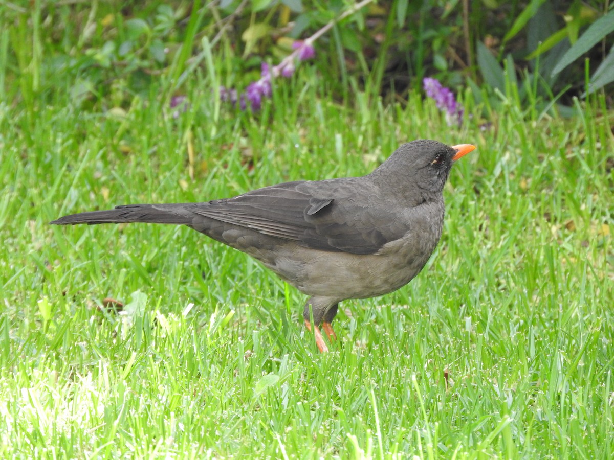 Great Thrush - ML627057425