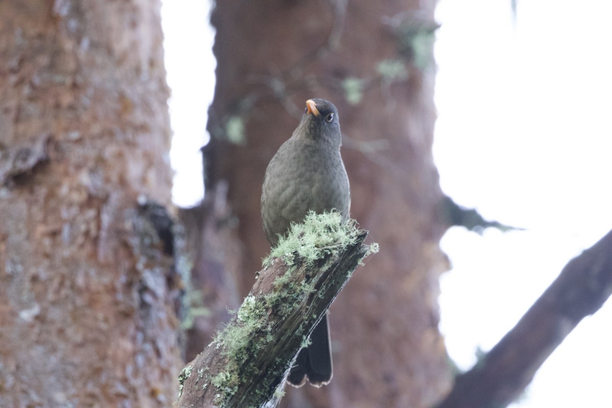 Great Thrush - ML627057502