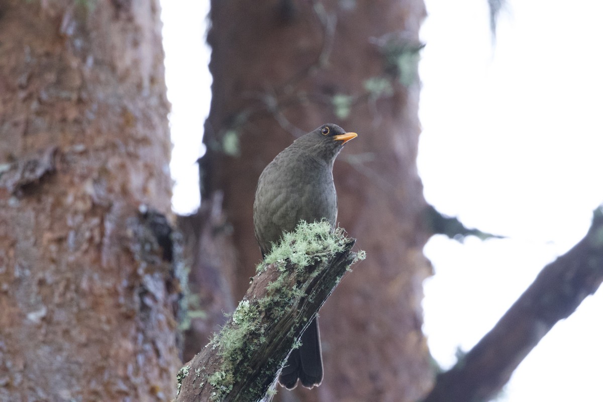 Great Thrush - ML627057503