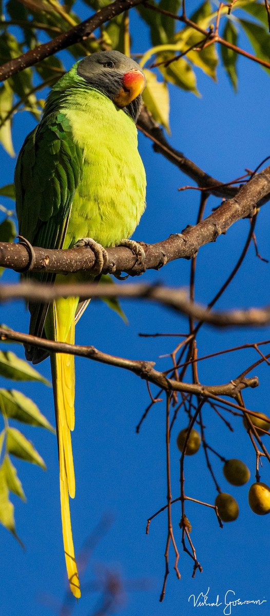 Slaty-headed Parakeet - ML627057598