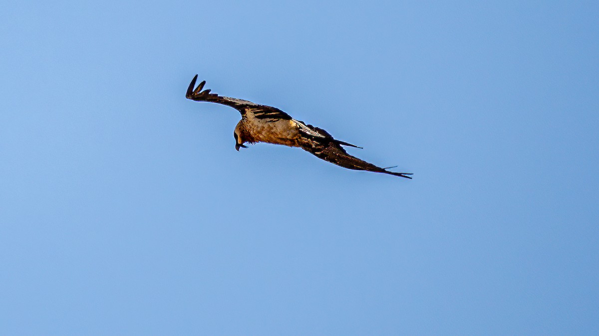 Bearded Vulture - ML627057647