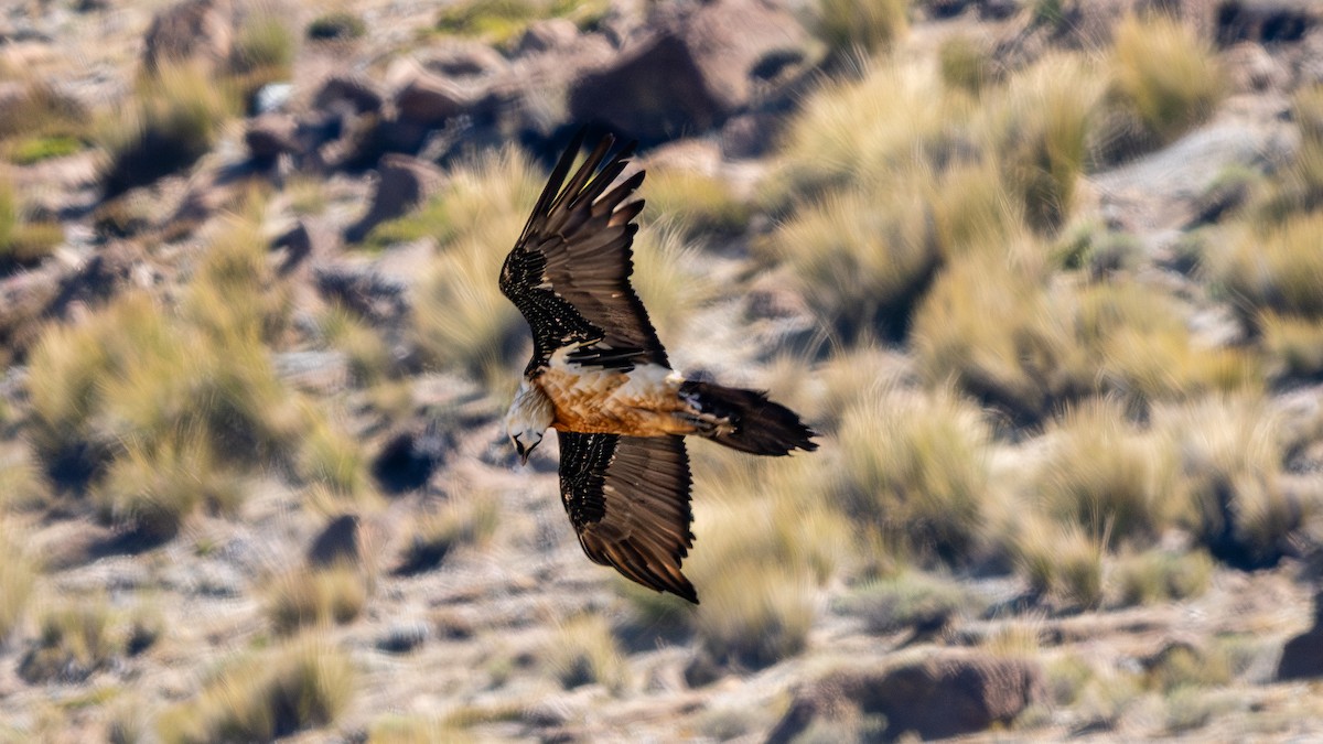 Bearded Vulture - ML627057648