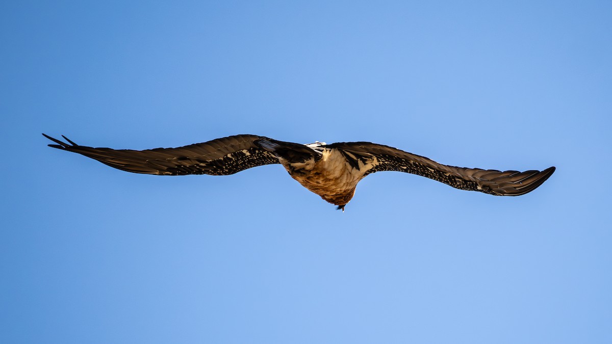 Bearded Vulture - ML627057650
