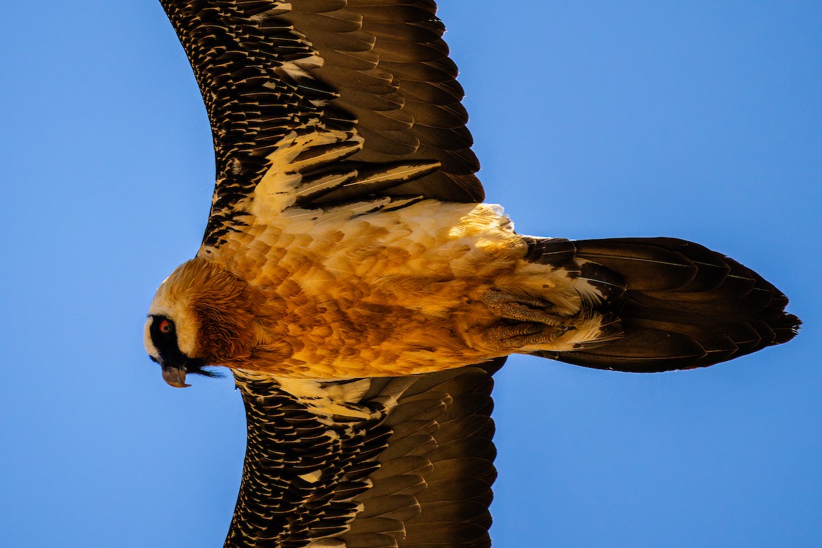Bearded Vulture - ML627057651