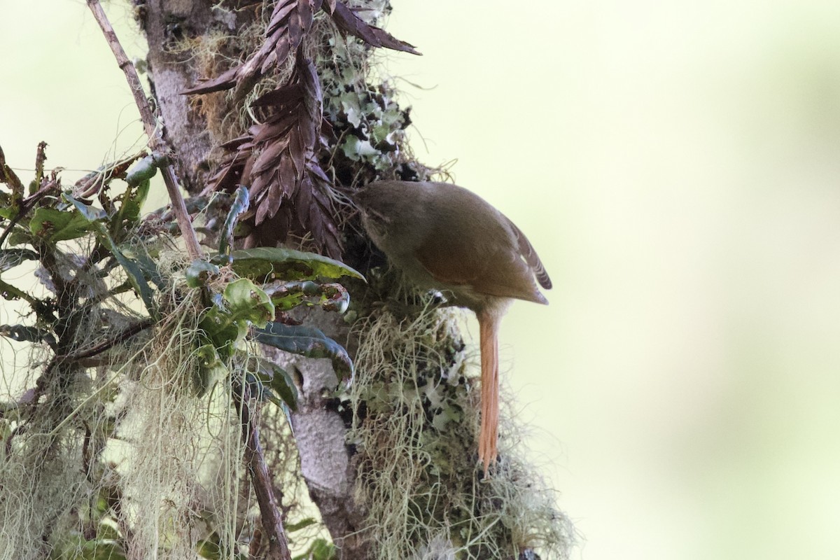 Streak-capped Spinetail - ML627057808