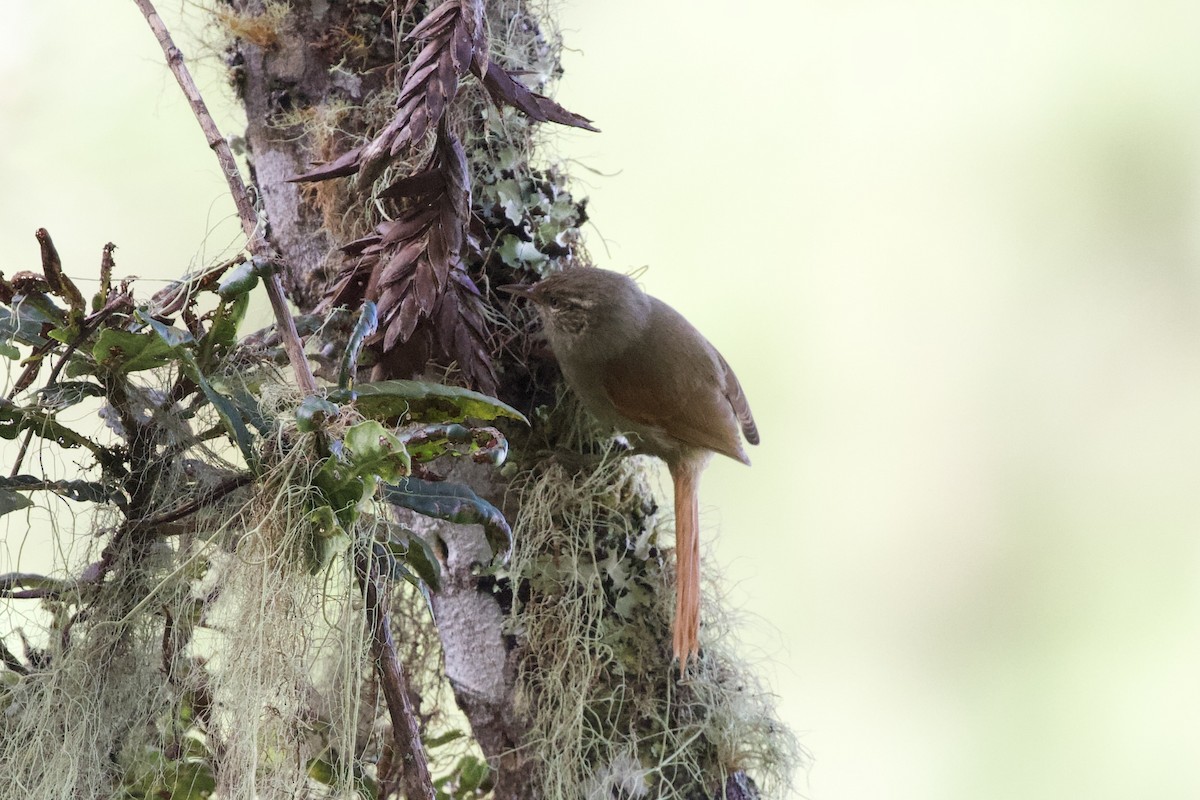 Streak-capped Spinetail - ML627057809