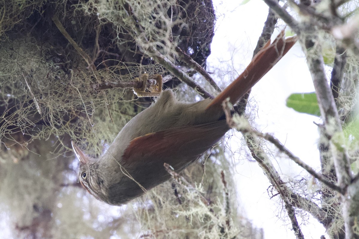 Streak-capped Spinetail - ML627057815