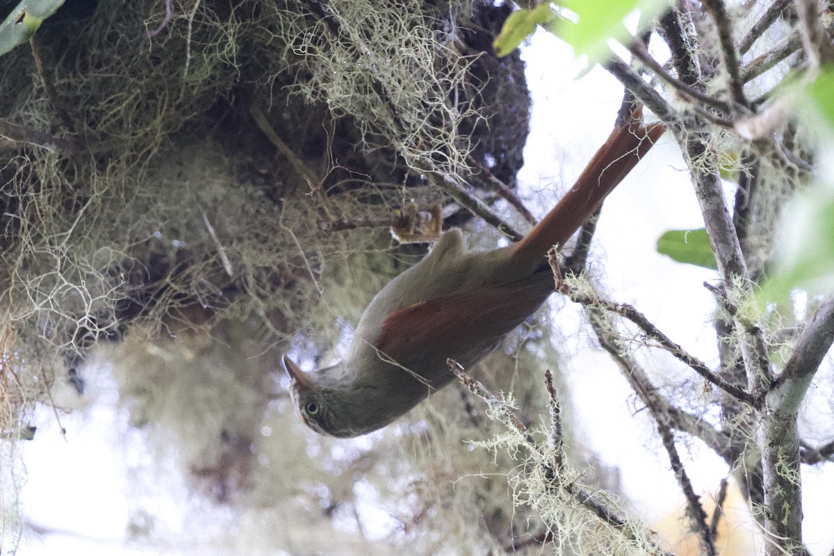 Streak-capped Spinetail - ML627057816