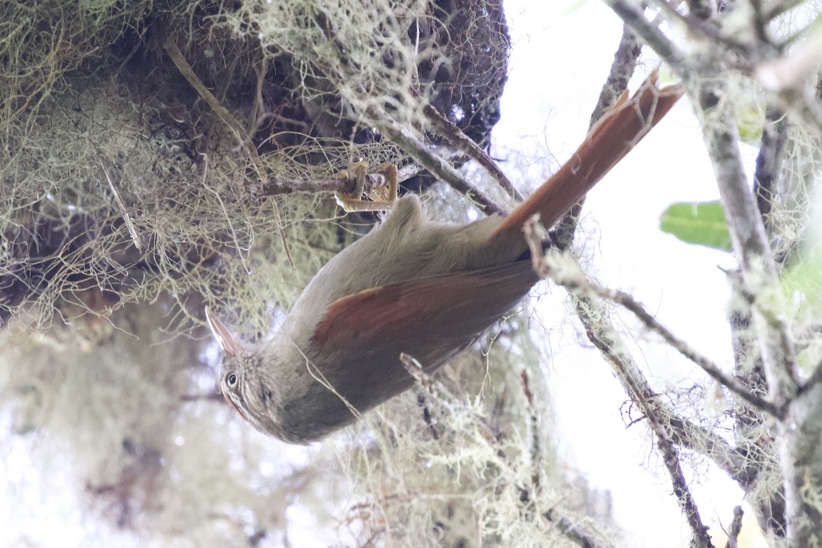 Streak-capped Spinetail - ML627057817