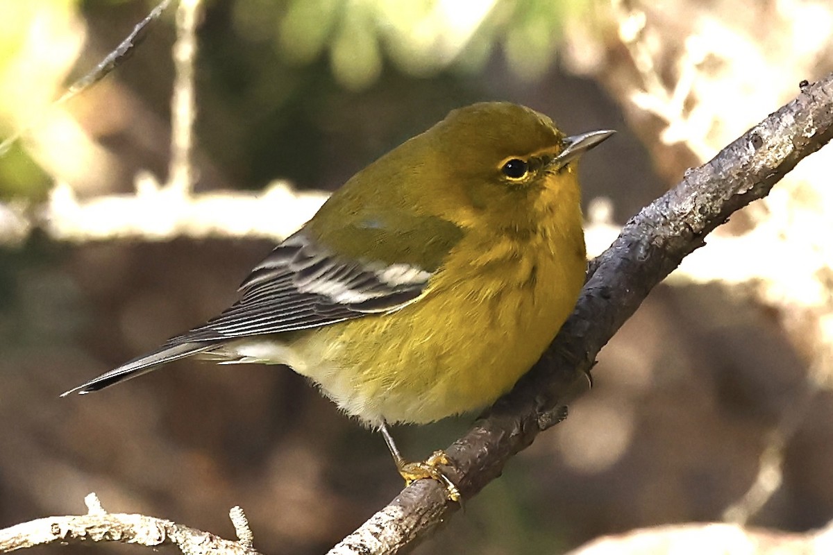 Pine Warbler - ML627057913