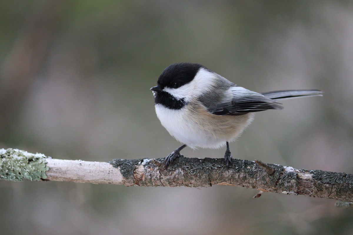 Black-capped Chickadee - ML627057984