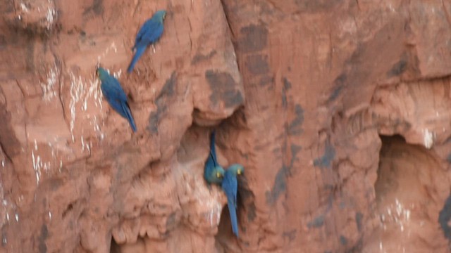 Indigo Macaw - ML627058248