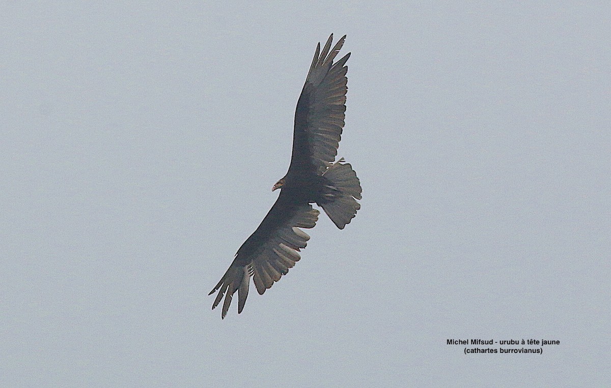 Lesser Yellow-headed Vulture - ML627058249