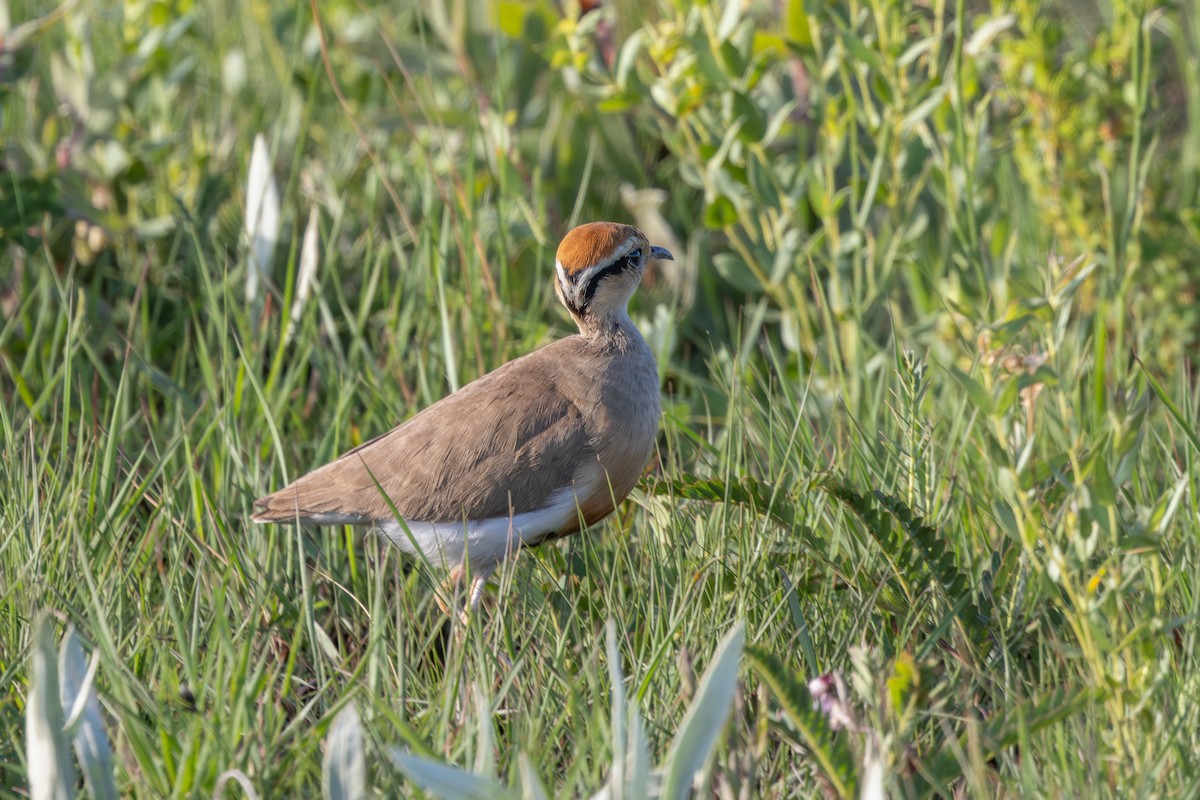 Temminck's Courser - ML627058257