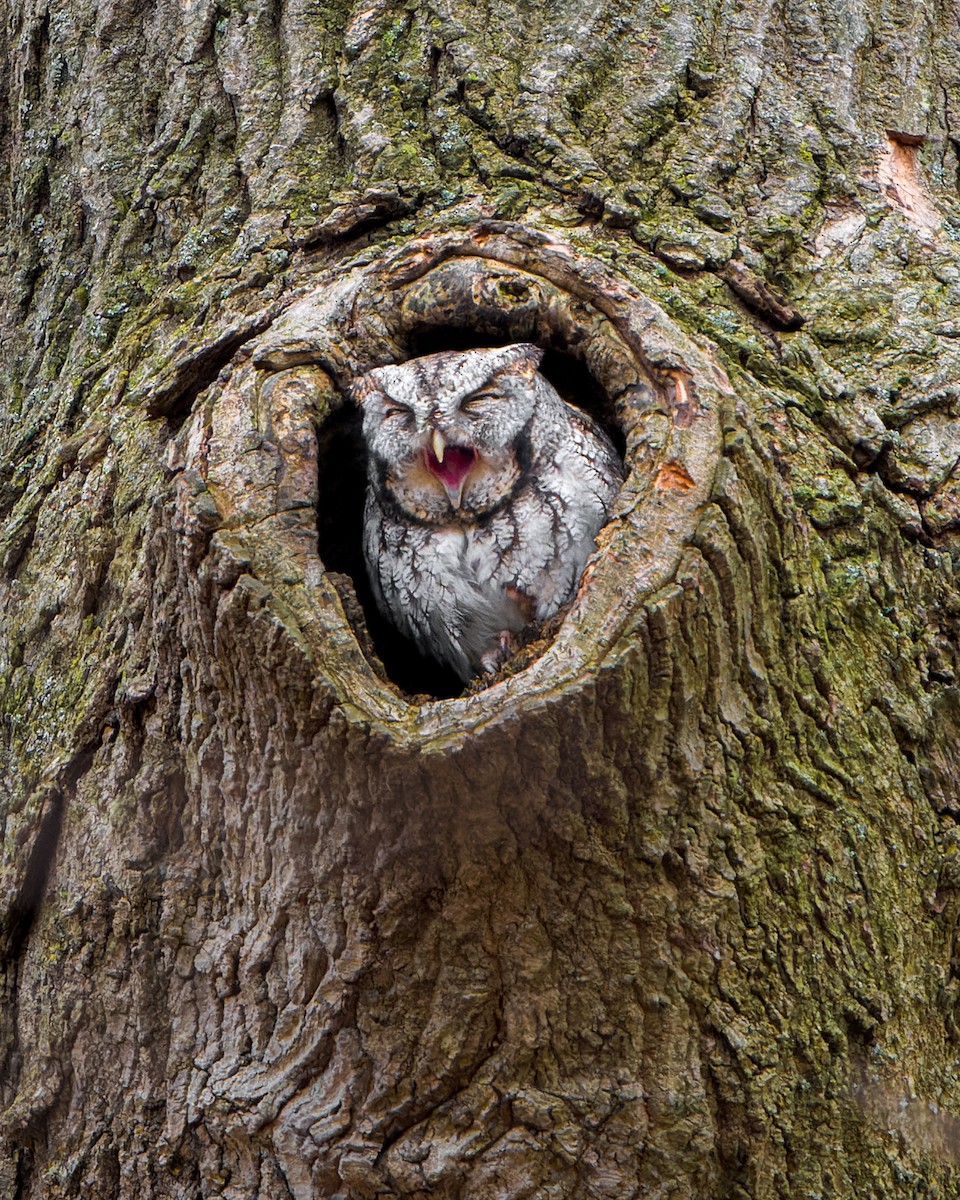 Eastern Screech-Owl - ML627058424