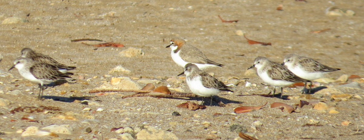 Red-necked Stint - ML627058457