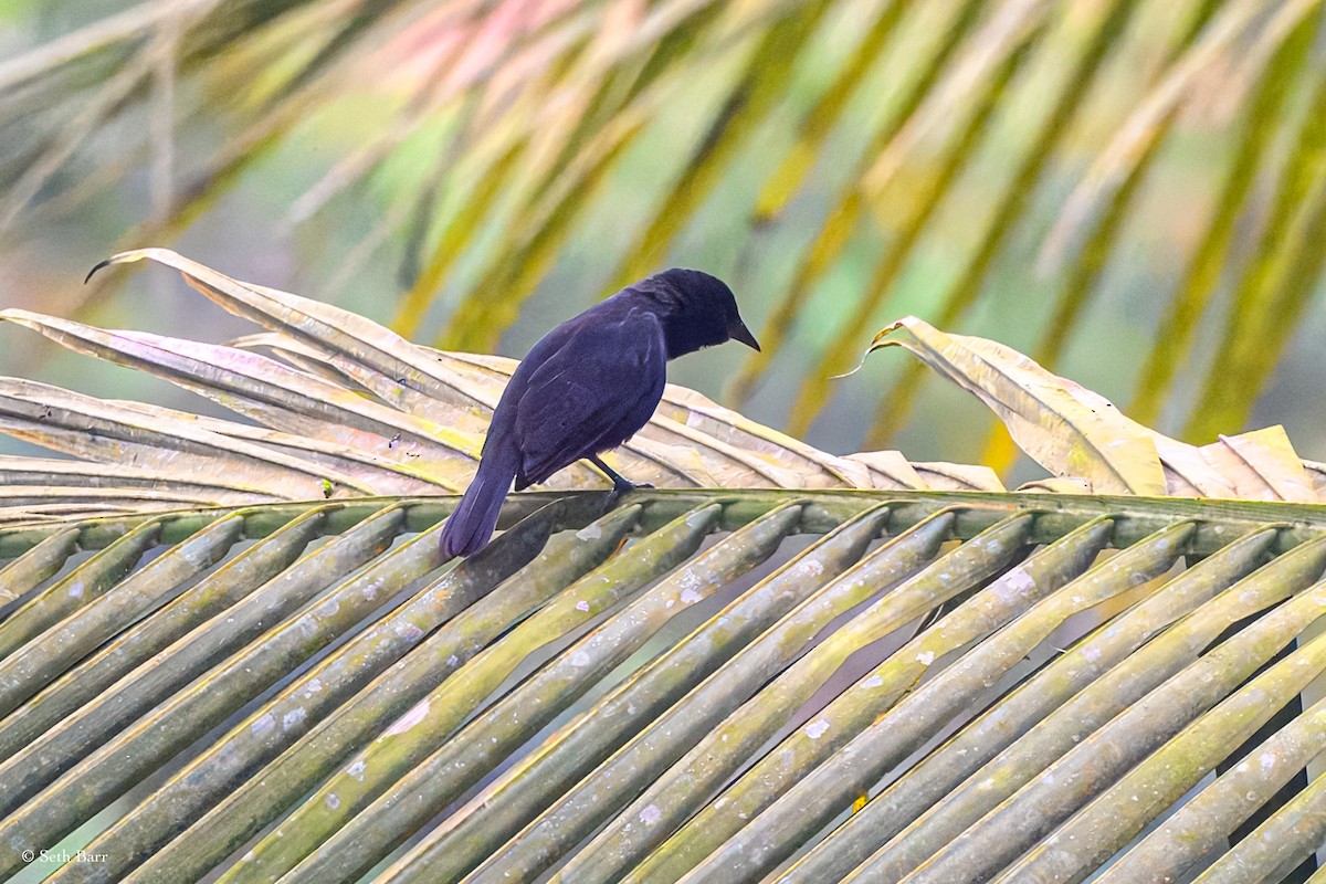 Scrub Blackbird - ML627058485