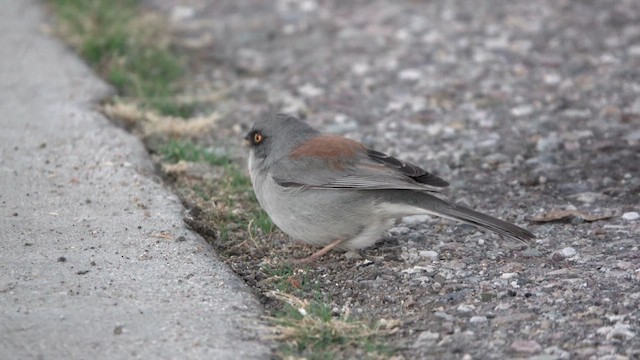 Yellow-eyed Junco - ML627058648