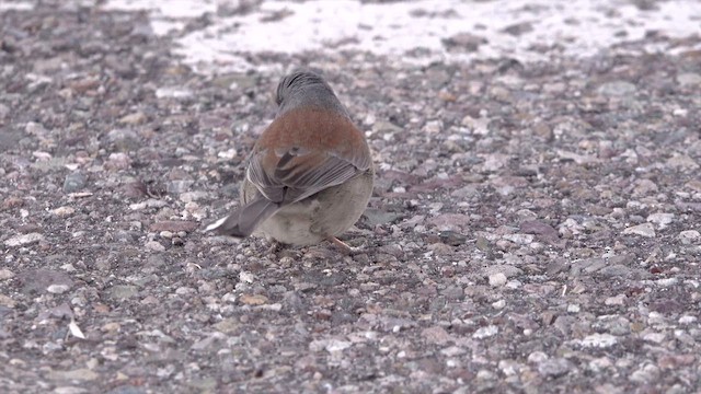 Yellow-eyed Junco - ML627058651