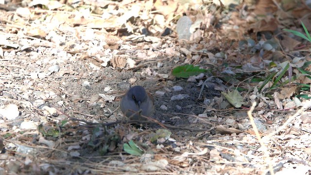 guløyejunko - ML627058744