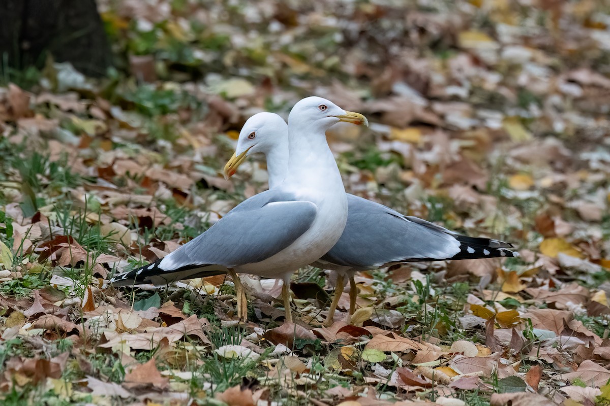 Yellow-legged Gull (michahellis) - Andy Tonge