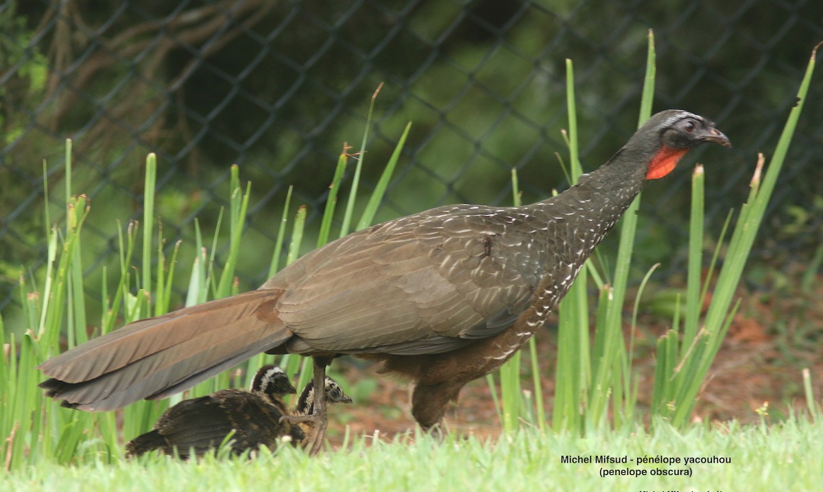 Dusky-legged Guan - ML627059216