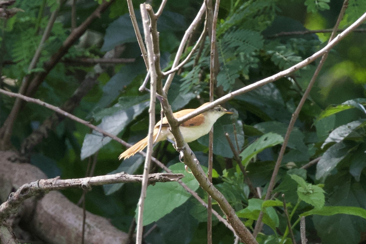 Yellow-chinned Spinetail - ML627059221