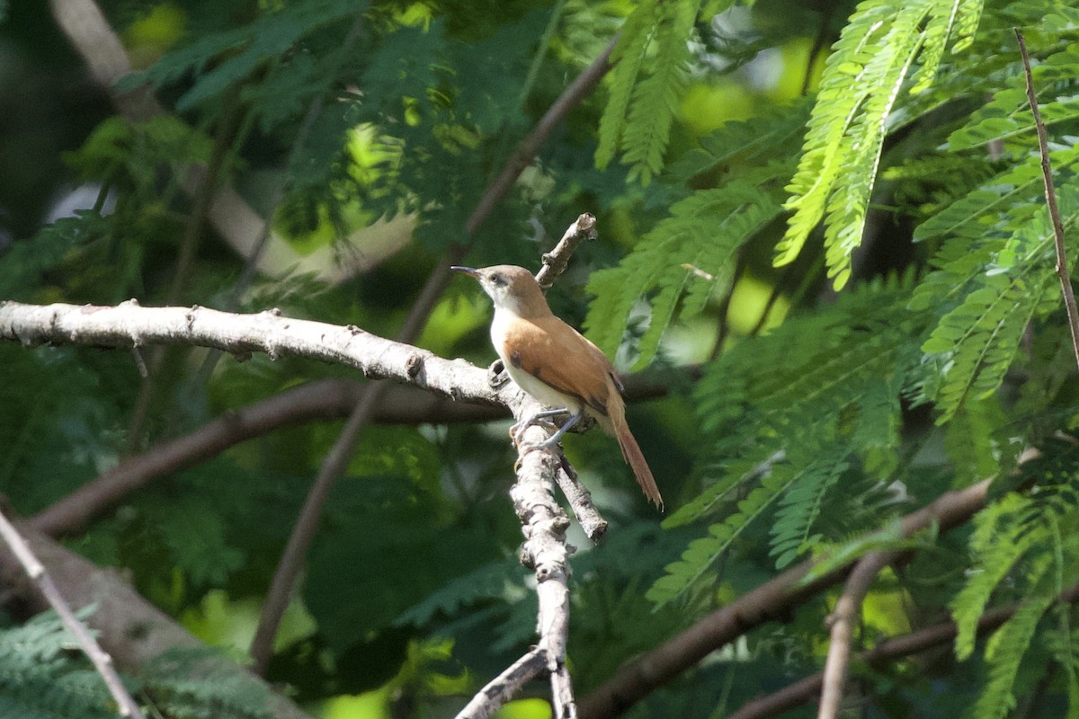 Yellow-chinned Spinetail - ML627059222