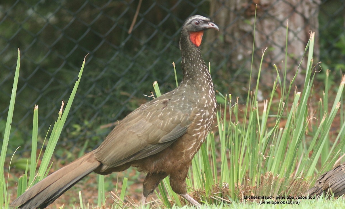 Dusky-legged Guan - ML627059226